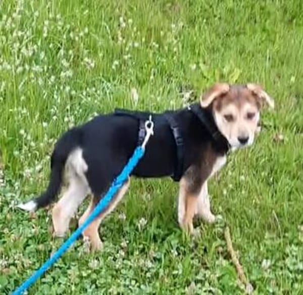 Süße Ronja🌺 sucht liebevolles Zuhause