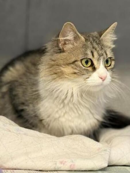 Daisy - unkomplizierte Traumkatze