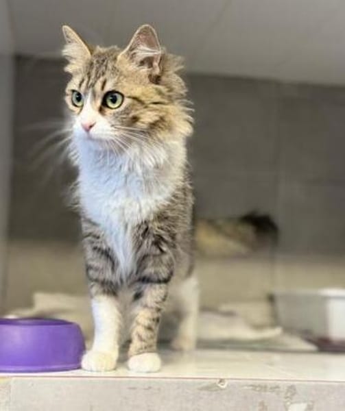 Daisy - unkomplizierte Traumkatze