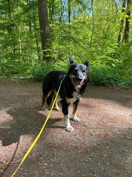 Henri sucht sein Zuhause