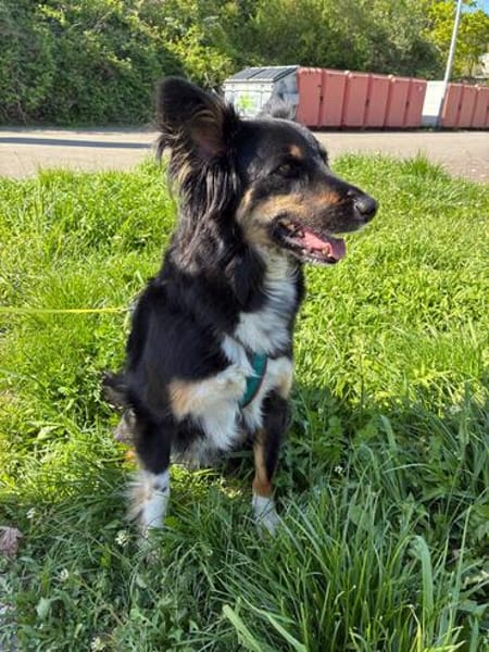 Henri sucht sein Zuhause