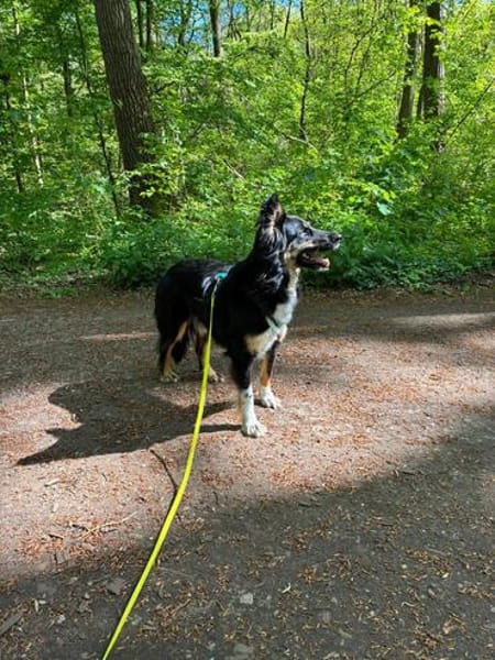 Henri sucht sein Zuhause