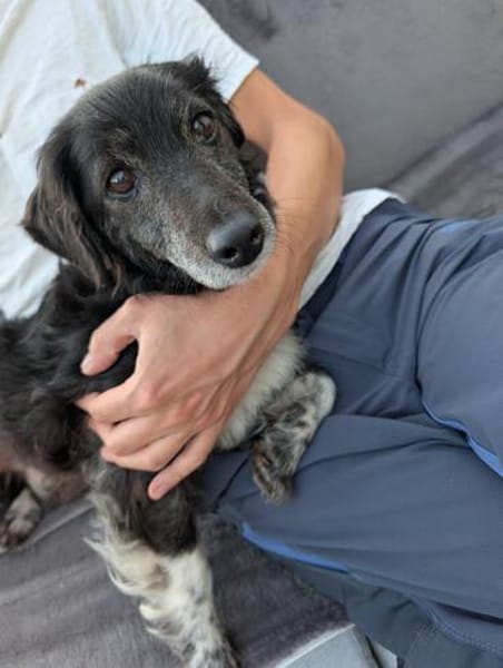 Cookie sucht ihr Für-immer-Zuhause ❤
