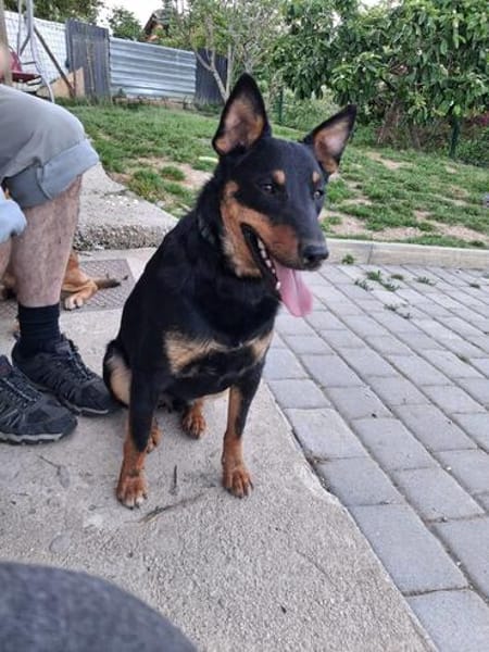 FIBI  Junger Familienhund sucht sein Glück