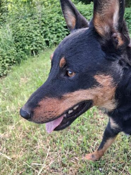FIBI  Junger Familienhund sucht sein Glück