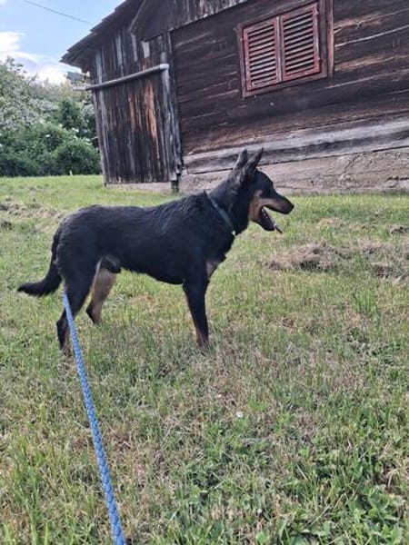 FIBI  Junger Familienhund sucht sein Glück