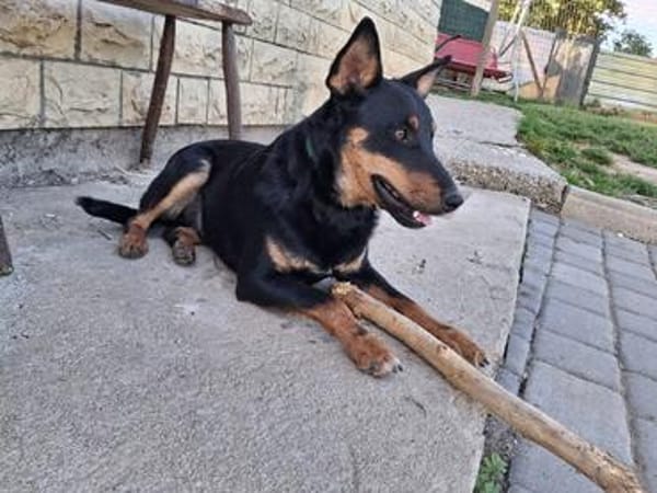 FIBI  Junger Familienhund sucht sein Glück