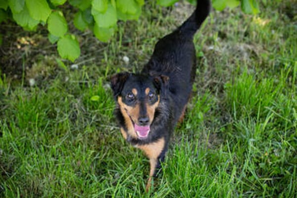 SKIBBY  Liebenswerter Senior sucht sein Glück