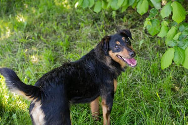 SKIBBY  Liebenswerter Senior sucht sein Glück