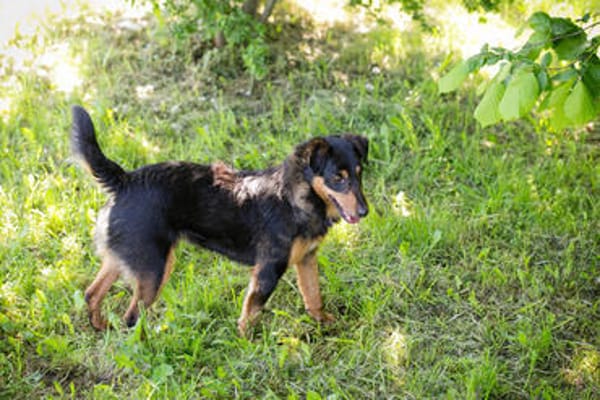 SKIBBY  Liebenswerter Senior sucht sein Glück
