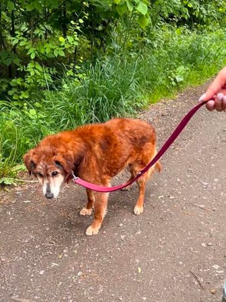 🚨Opa Harri sucht dringend einen Gnadenplatz 🐾🚨