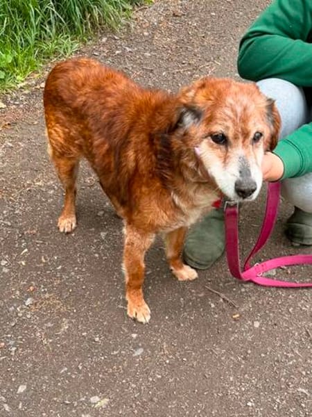 🚨Opa Harri sucht dringend einen Gnadenplatz 🐾🚨