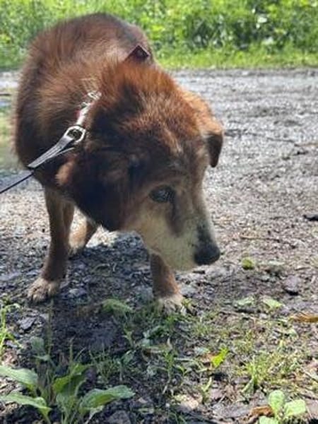 🚨Opa Harri sucht dringend einen Gnadenplatz 🐾🚨