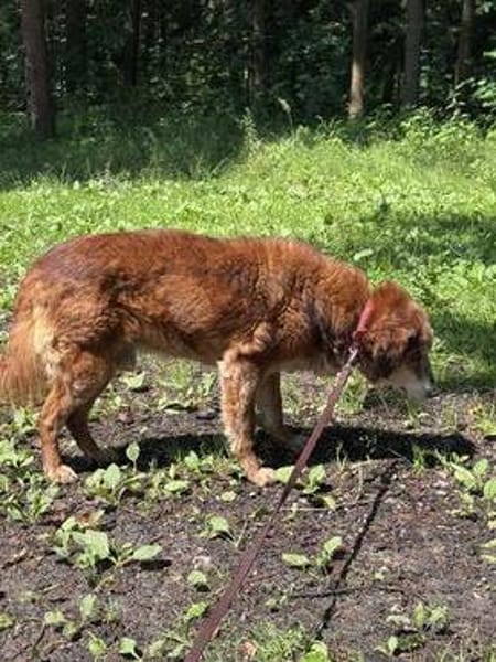 🚨Opa Harri sucht dringend einen Gnadenplatz 🐾🚨