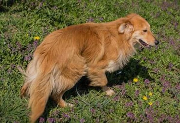 Collie-Mix Rösti sucht ein Zuhause (auf Pflegestelle)