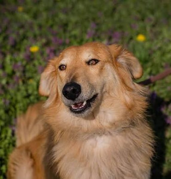Collie-Mix Rösti sucht ein Zuhause (auf Pflegestelle)