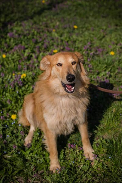 Collie-Mix Rösti sucht ein Zuhause (auf Pflegestelle)