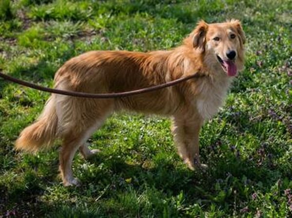 Collie-Mix Rösti sucht ein Zuhause (auf Pflegestelle)