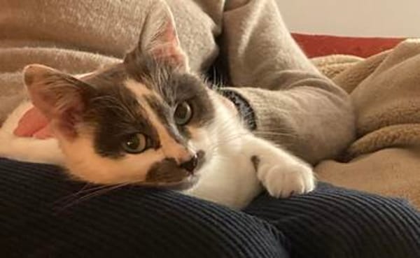 Chaplin wartet auf Dich