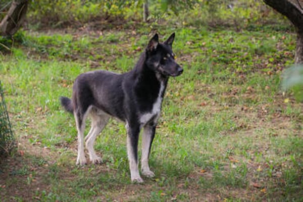 YONDU  Freundlicher Herzenshund sucht sein Zuhause