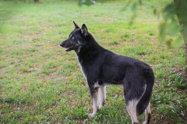 YONDU  Freundlicher Herzenshund sucht sein Zuhause