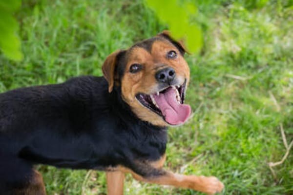 MIKI  Fröhlicher und freundlicher Hundejunge sucht sein Zuh