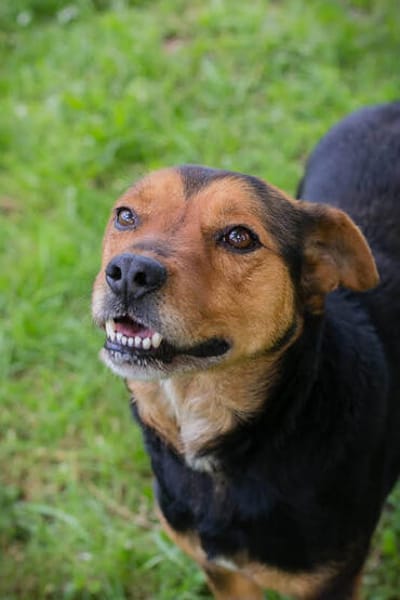 MIKI  Fröhlicher und freundlicher Hundejunge sucht sein Zuh
