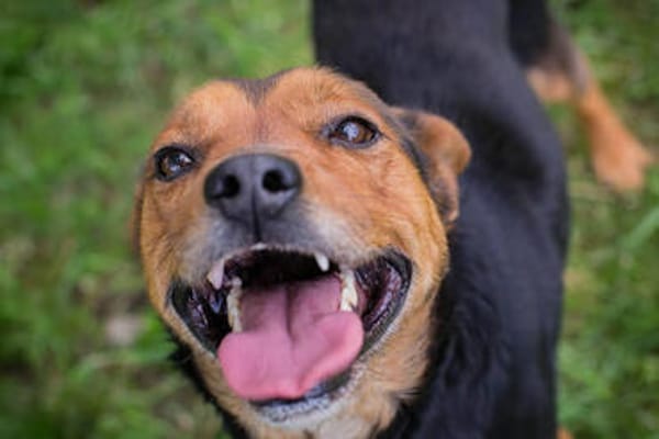 MIKI  Fröhlicher und freundlicher Hundejunge sucht sein Zuh