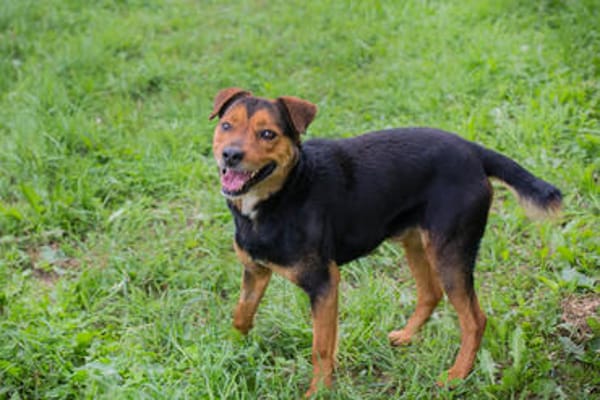 MIKI  Fröhlicher und freundlicher Hundejunge sucht sein Zuh