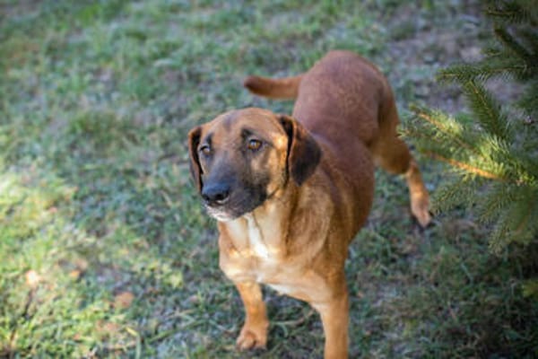 HAZEL  Liebe Hundemama sucht ihr eigenes Glück
