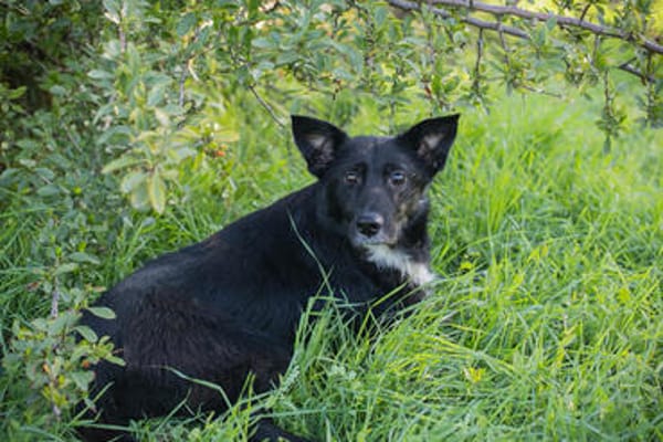 ROSIE  Junge Kämpferin sucht ihr Happy End