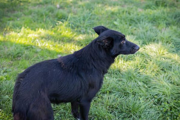 ROSIE  Junge Kämpferin sucht ihr Happy End