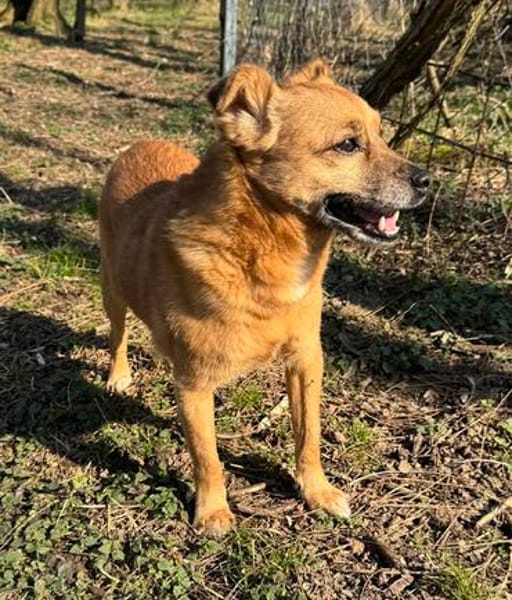 KOKO  Treuer kleiner Senior sucht wieder ein Zuhause