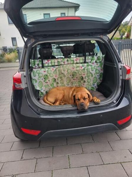 Odin muss unverschuldet sein Zuhause verlassen