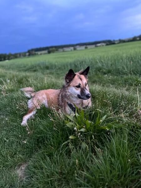 Henry sucht ein neues Zuhause
