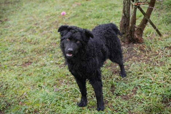NOX  Treuer und ruhiger Junghund sucht seine Familie