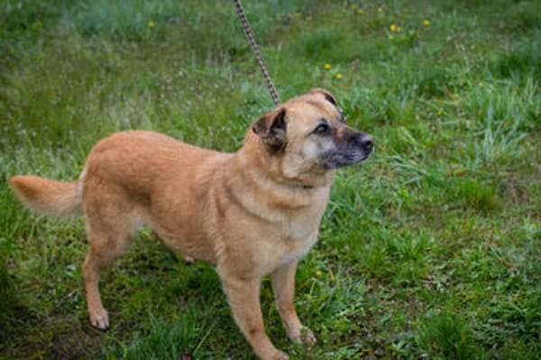 GRETA  Clevere und liebe Hundedame sucht ihre Menschen