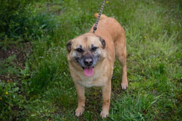 GRETA  Clevere und liebe Hundedame sucht ihre Menschen