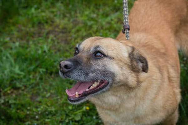 GRETA  Clevere und liebe Hundedame sucht ihre Menschen