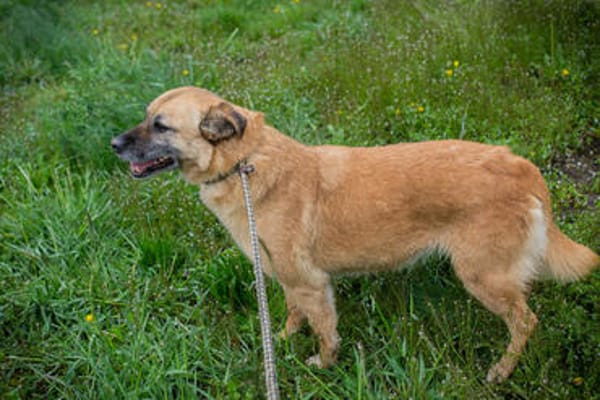 GRETA  Clevere und liebe Hundedame sucht ihre Menschen