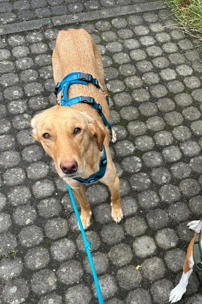 Dany 💗 wartet bereits in 23617 Stockelsdorf