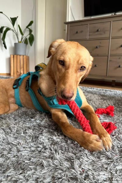 Dany 💗 wartet bereits in 23617 Stockelsdorf