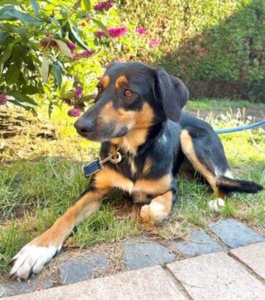 Hübsche Domenica