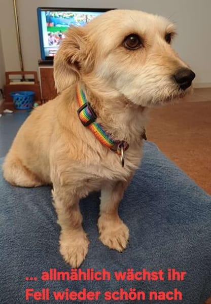 LILO sucht ihr Kuschelkörbchen