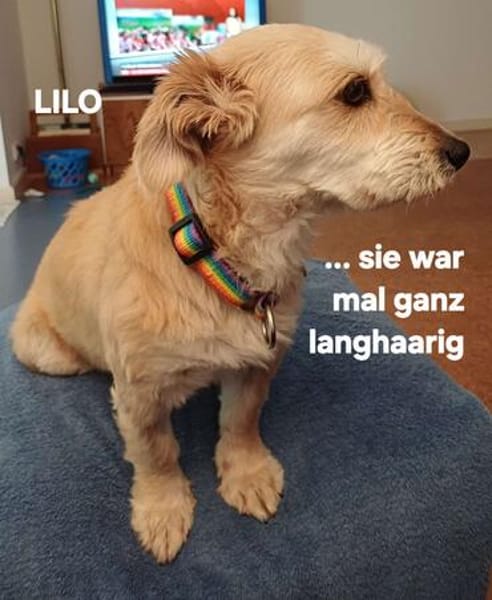 LILO sucht ihr Kuschelkörbchen