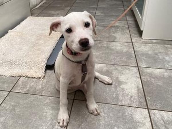Anka wartet im Tierheim Sulzbach