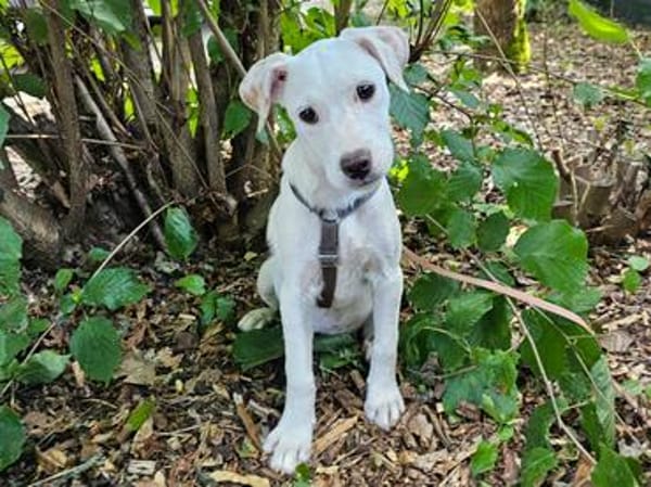 Anka wartet im Tierheim Sulzbach