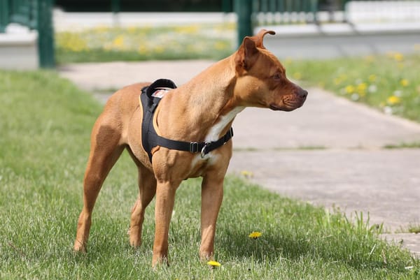 ROXY