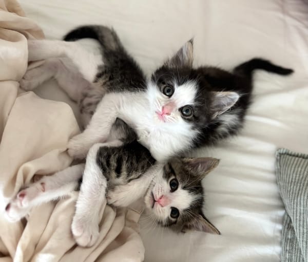 IBUPROFENE ET DOLIPRANE À ADOPTER ENSEMBLE