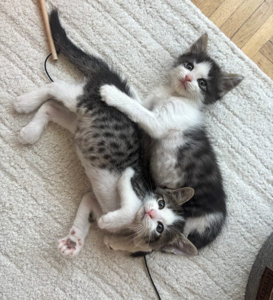 IBUPROFENE ET DOLIPRANE À ADOPTER ENSEMBLE